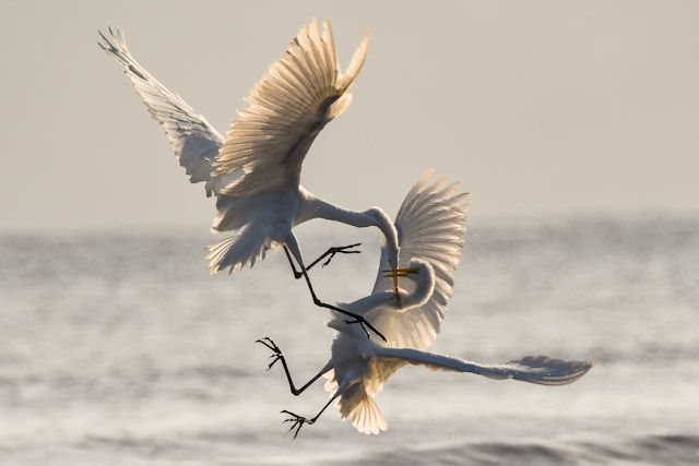 conflict representation - egrets battling for territory-unsplash